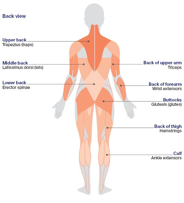 Muscle groups - back